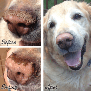 hyperkeratosis treatment for dogs
